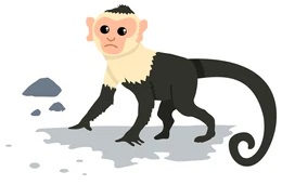 capuchin